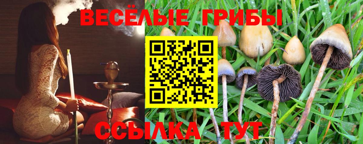 Псилоцибиновые грибы Psilocybine cubensis Тосно